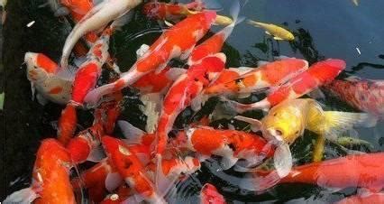 金魚養幾多條最好|養金魚幾條最好旺財 養殖忌諱什麼